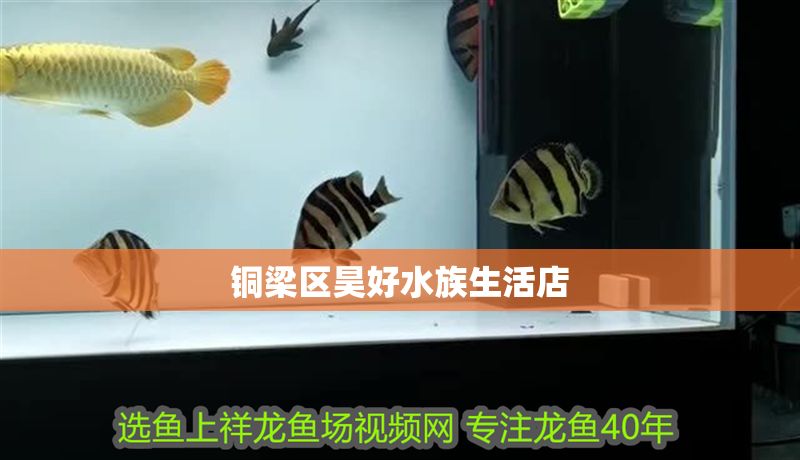 銅梁區昊好水族生活店 銅梁區昊好水族生活店 全國水族館企業名錄 第1張