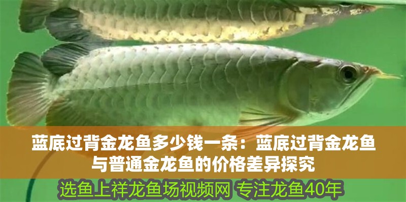 藍底過背金龍魚多少錢一條：藍底過背金龍魚與普通金龍魚的價格差異探究