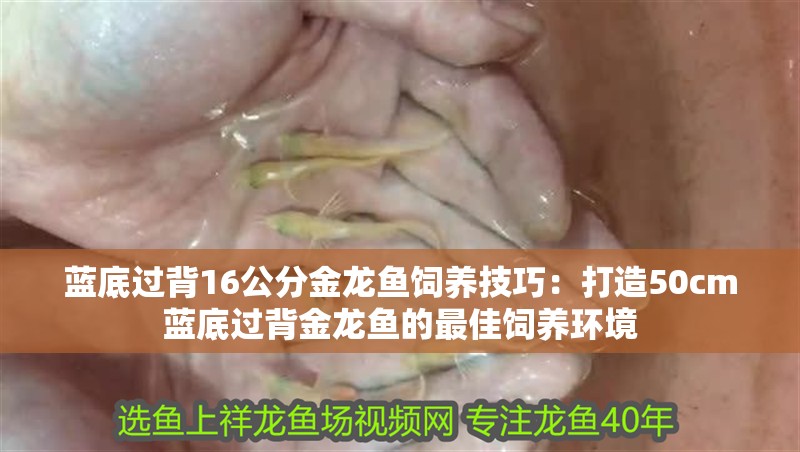 藍底過背16公分金龍魚飼養技巧：打造50cm藍底過背金龍魚的最佳飼養環境