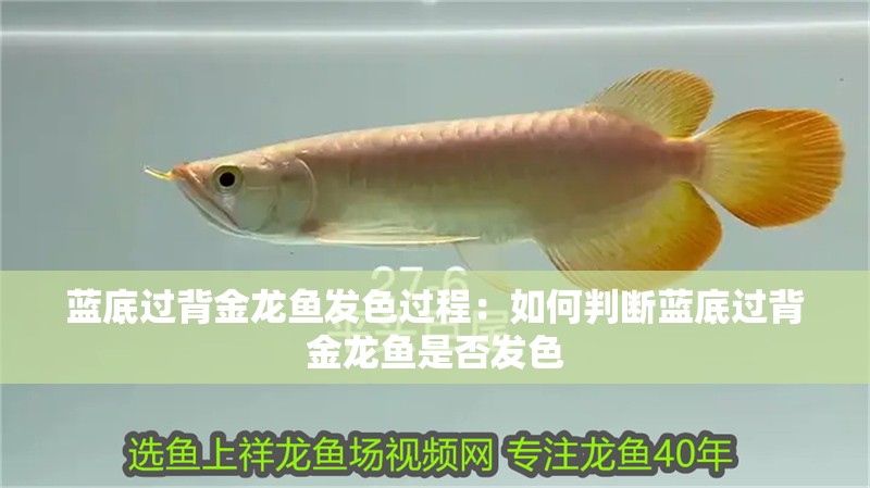 藍底過背金龍魚發(fā)色過程：如何判斷藍底過背金龍魚是否發(fā)色