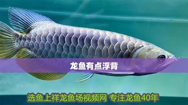 龍魚有點浮背