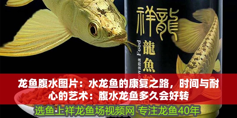 龍魚腹水圖片：水龍魚的康復(fù)之路，時間與耐心的藝術(shù)：腹水龍魚多久會好轉(zhuǎn)