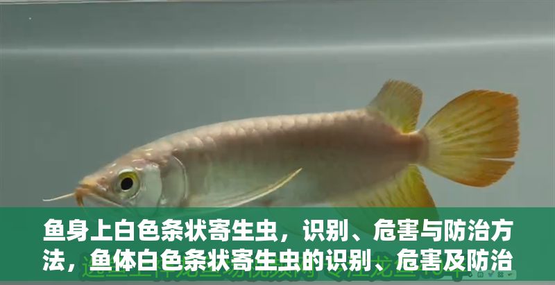 魚身上白色條狀寄生蟲，識(shí)別、危害與防治方法，魚體白色條狀寄生蟲的識(shí)別、危害及防治方法