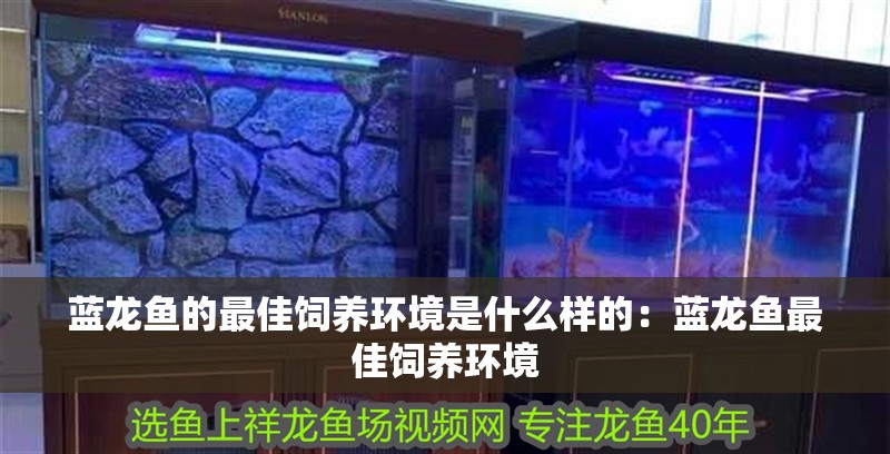 藍龍魚的最佳飼養環境是什么樣的：藍龍魚最佳飼養環境
