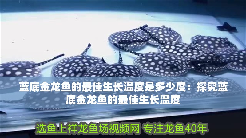 藍(lán)底金龍魚的最佳生長溫度是多少度：探究藍(lán)底金龍魚的最佳生長溫度
