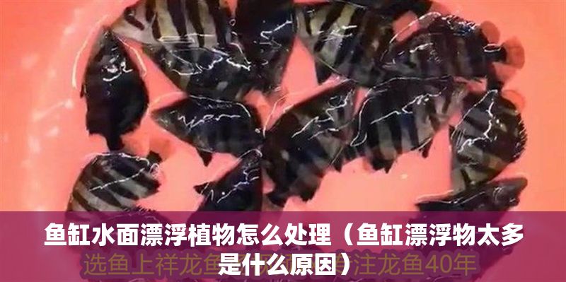魚(yú)缸水面漂浮植物怎么處理（魚(yú)缸漂浮物太多是什么原因）