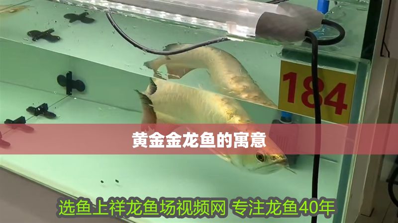 黃金金龍魚的寓意