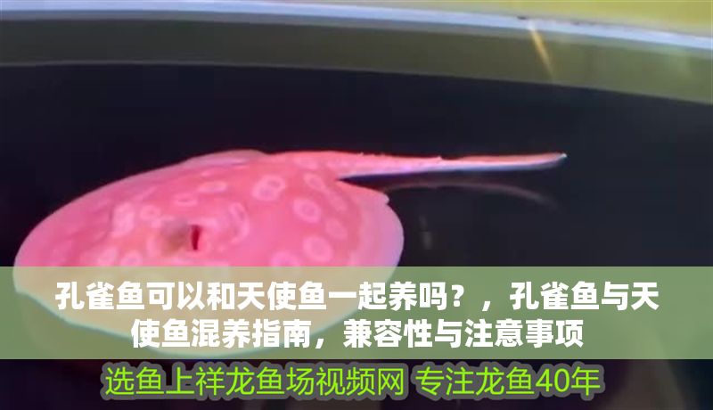 孔雀魚可以和天使魚一起養嗎？，孔雀魚與天使魚混養指南，兼容性與注意事項