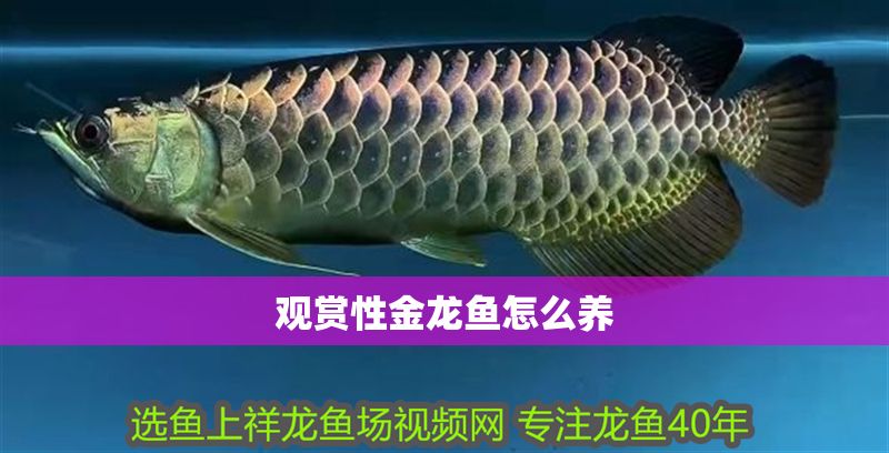 觀賞性金龍魚怎么養(yǎng) 龍魚百科 第1張 觀賞性金龍魚怎么養(yǎng) 觀賞性金龍魚怎么養(yǎng) 龍魚百科 第1張