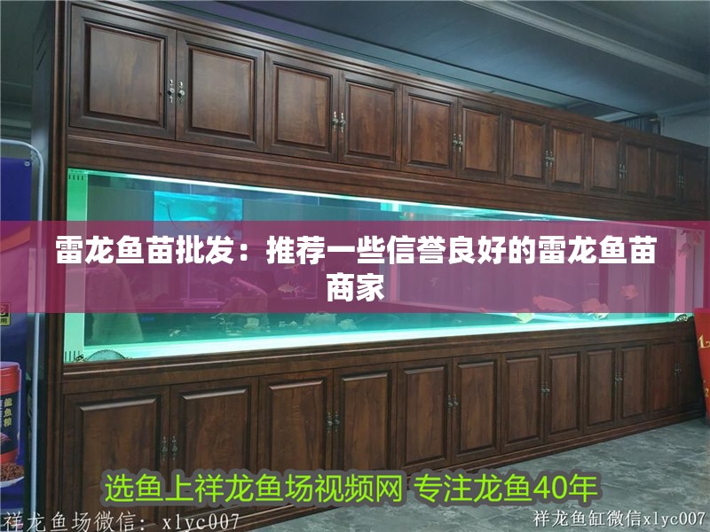 雷龍魚苗批發(fā)：推薦一些信譽良好的雷龍魚苗商家