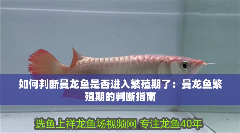 如何判斷曼龍魚是否進(jìn)入繁殖期了：曼龍魚繁殖期的判斷指南