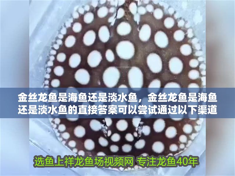 金絲龍魚是海魚還是淡水魚，金絲龍魚是海魚還是淡水魚的直接答案可以嘗試通過以下渠道獲取信息