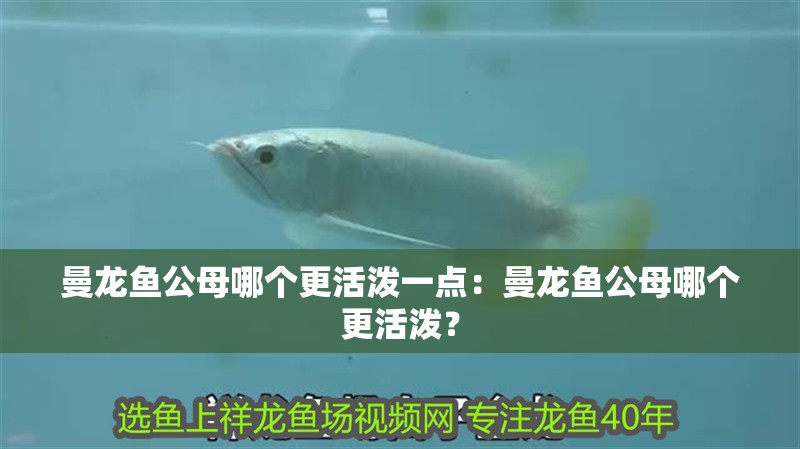 曼龍魚公母哪個更活潑一點：曼龍魚公母哪個更活潑？
