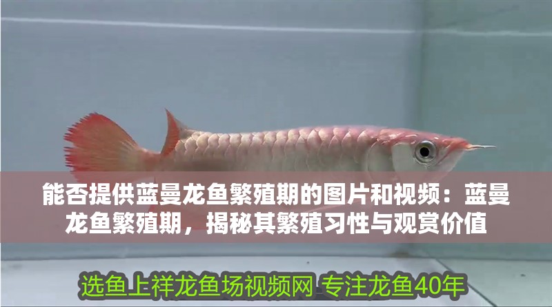 能否提供藍曼龍魚繁殖期的圖片和視頻：藍曼龍魚繁殖期，揭秘其繁殖習性與觀賞價值