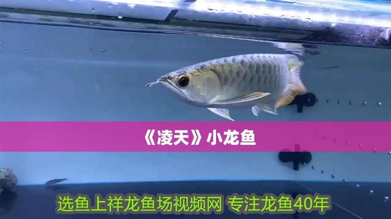 《凌天》小龍魚 《凌天》小龍魚 龍魚百科