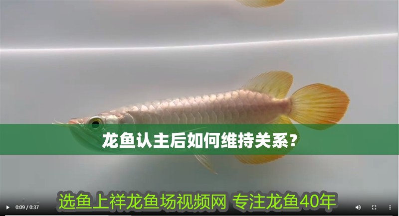 龍魚認主后如何維持關系？