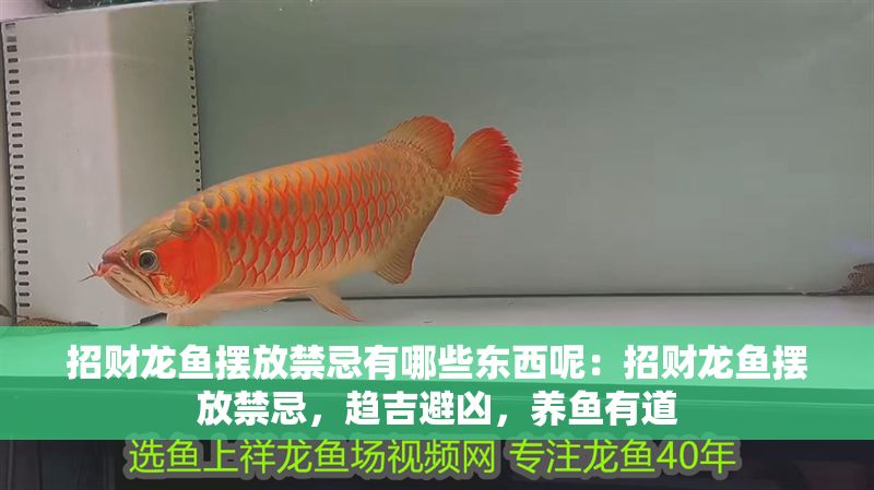 招財龍魚擺放禁忌有哪些東西呢：招財龍魚擺放禁忌，趨吉避兇，養魚有道