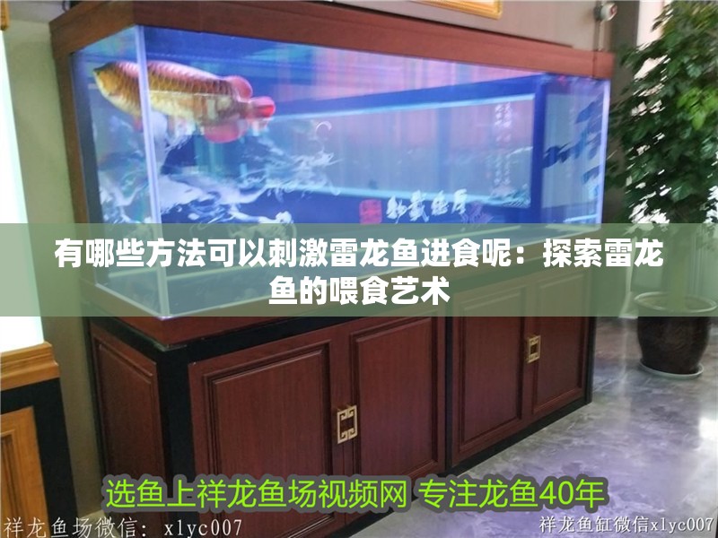 有哪些方法可以刺激雷龍魚進食呢：探索雷龍魚的喂食藝術