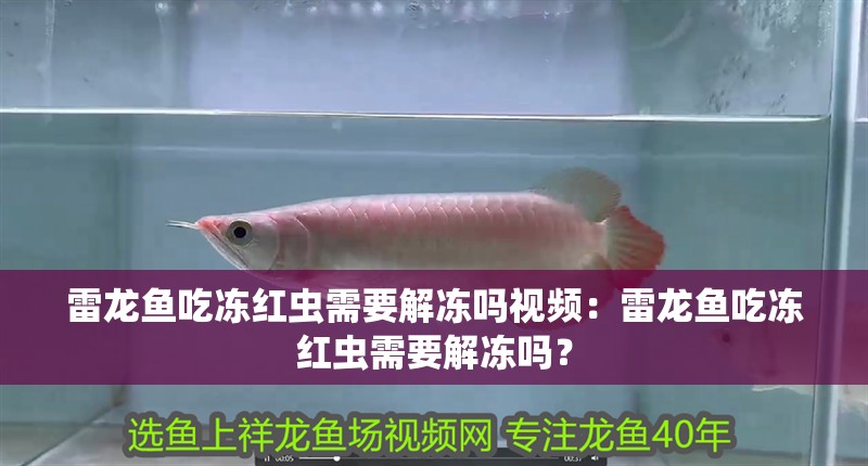 雷龍魚吃凍紅蟲需要解凍嗎視頻：雷龍魚吃凍紅蟲需要解凍嗎？