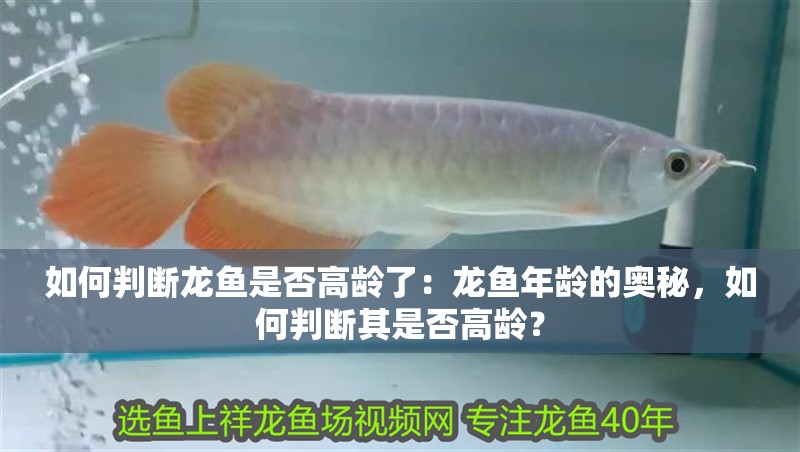 如何判斷龍魚是否高齡了：龍魚年齡的奧秘，如何判斷其是否高齡？