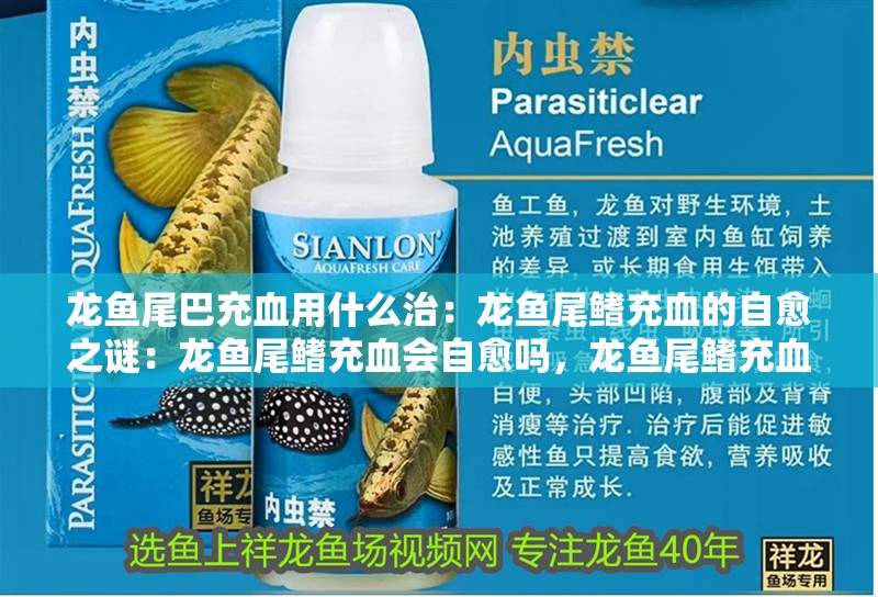 龍魚尾巴充血用什么治：龍魚尾鰭充血的自愈之謎：龍魚尾鰭充血會自愈嗎，龍魚尾鰭充血可能會自愈嗎