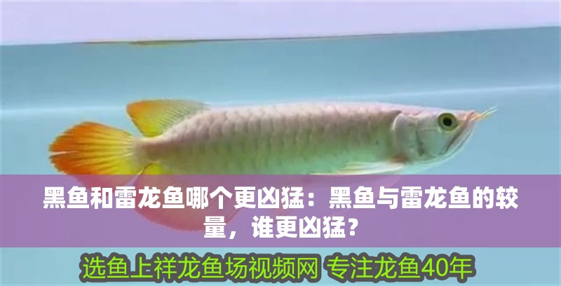 黑魚和雷龍魚哪個(gè)更兇猛：黑魚與雷龍魚的較量，誰更兇猛？