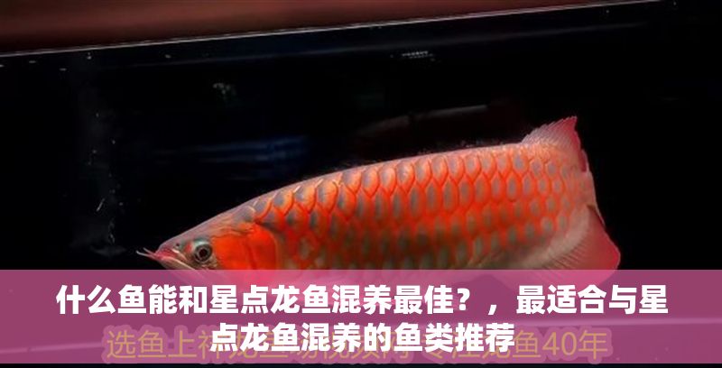 什么魚能和星點龍魚混養最佳？，最適合與星點龍魚混養的魚類推薦