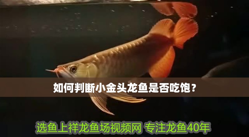 如何判斷小金頭龍魚是否吃飽？
