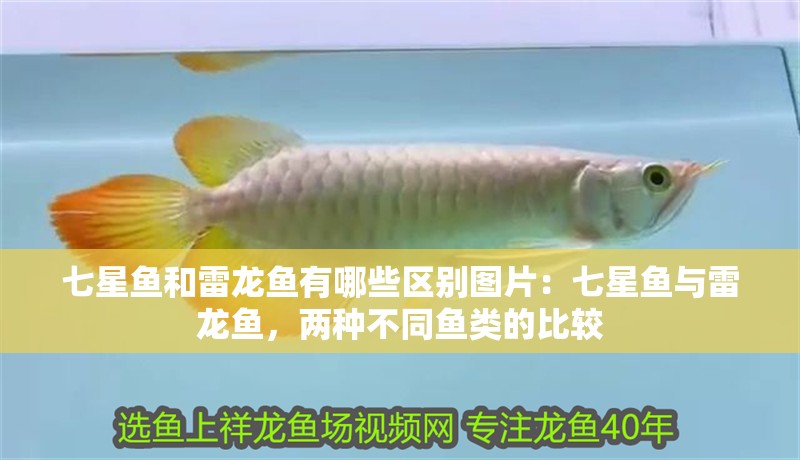 七星魚和雷龍魚有哪些區別圖片：七星魚與雷龍魚，兩種不同魚類的比較
