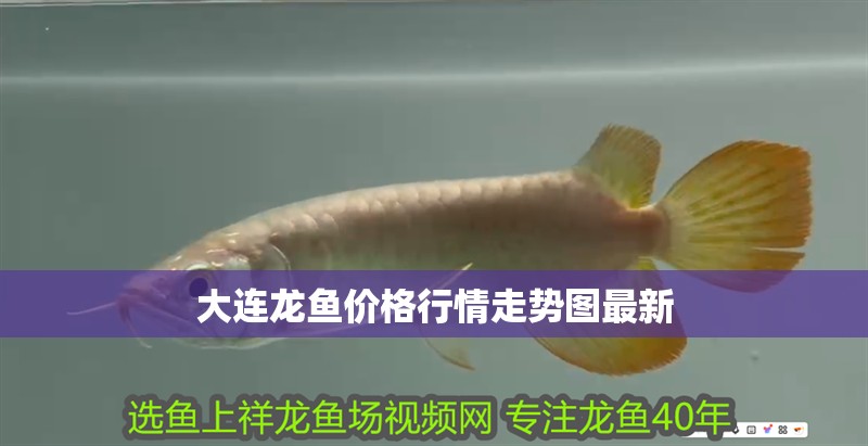 大連龍魚價格行情走勢圖最新