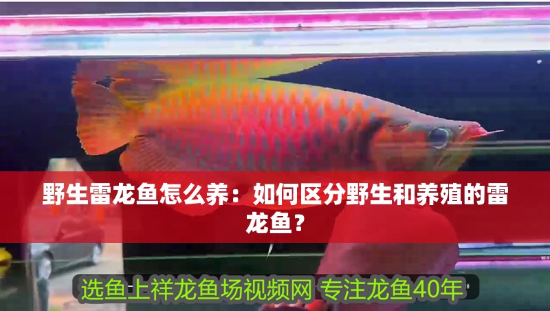 野生雷龍魚怎么養：如何區分野生和養殖的雷龍魚？