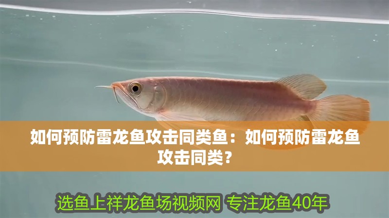 如何預防雷龍魚攻擊同類魚：如何預防雷龍魚攻擊同類？
