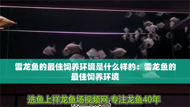雷龍魚的最佳飼養環境是什么樣的：雷龍魚的最佳飼養環境