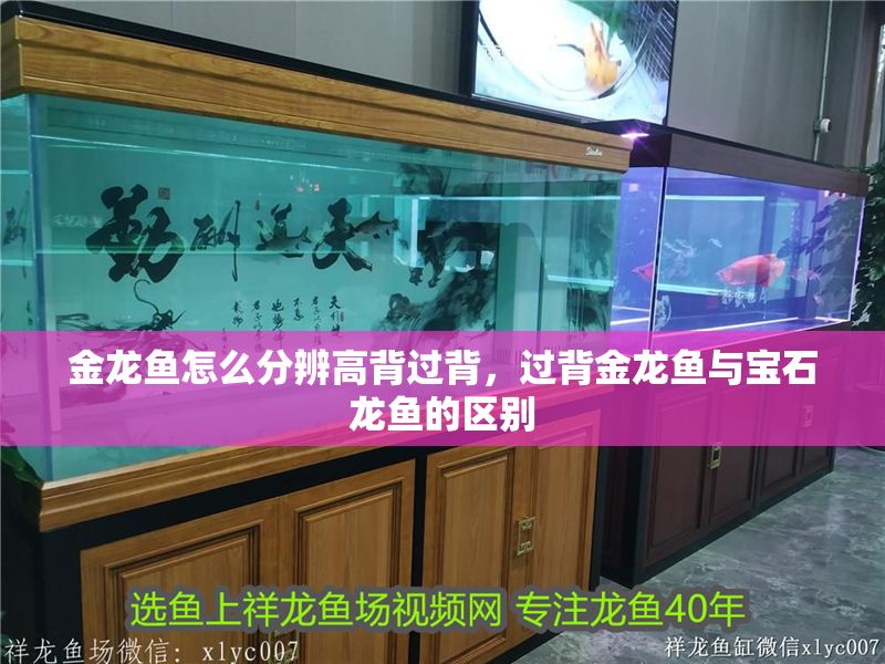 金龍魚怎么分辨高背過背，過背金龍魚與寶石龍魚的區別