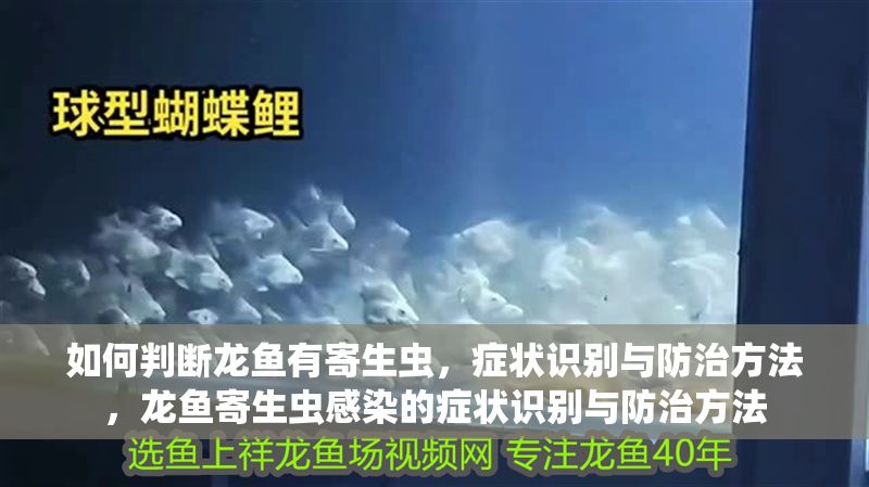 如何判斷龍魚有寄生蟲，癥狀識別與防治方法，龍魚寄生蟲感染的癥狀識別與防治方法