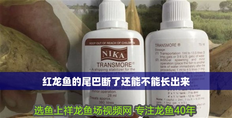 紅龍魚的尾巴斷了還能不能長出來