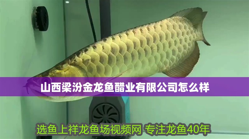 山西梁汾金龍魚(yú)醋業(yè)有限公司怎么樣