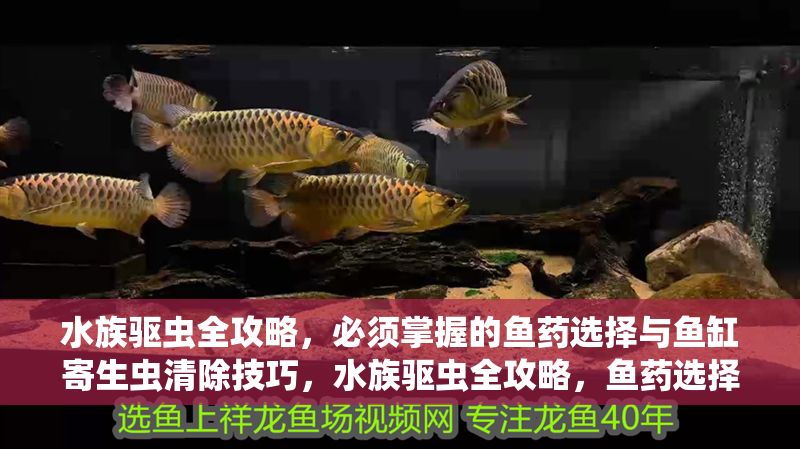 水族驅蟲全攻略，必須掌握的魚藥選擇與魚缸寄生蟲清除技巧，水族驅蟲全攻略，魚藥選擇與魚缸寄生蟲清除技巧
