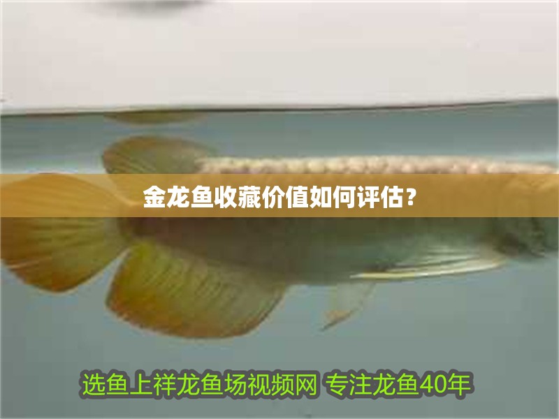 金龍魚收藏價(jià)值如何評估？