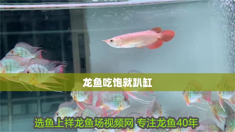 與雷龍魚混養(yǎng)什么魚最好