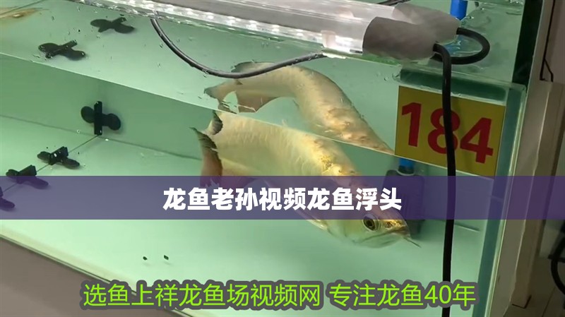 龍魚老孫視頻龍魚浮頭