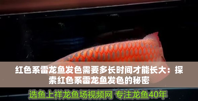 紅色系雷龍魚發色需要多長時間才能長大：探索紅色系雷龍魚發色的秘密