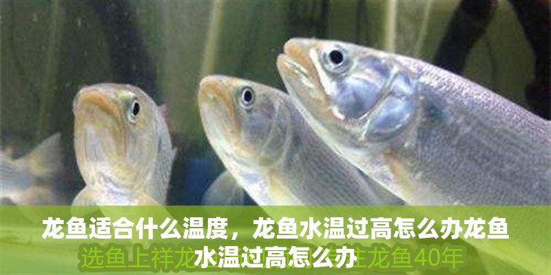 龍魚適合什么溫度，龍魚水溫過高怎么辦龍魚水溫過高怎么辦