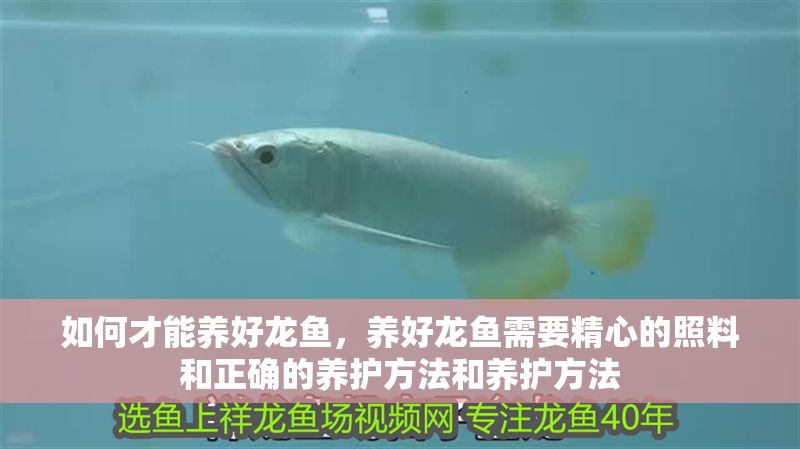 如何才能養好龍魚，養好龍魚需要精心的照料和正確的養護方法和養護方法