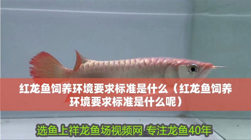 紅龍魚飼養環境要求標準是什么（紅龍魚飼養環境要求標準是什么呢）