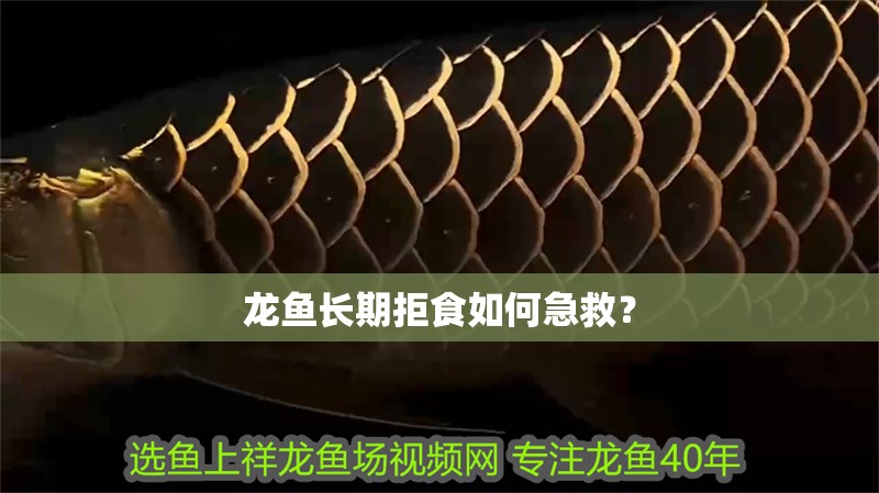 我的虎魚真菌感染了要怎么處理 龍魚長期拒食如何急救? 龍魚百科 龍魚長期拒食如何急救? 龍魚長期拒食如何急救? 龍魚百科