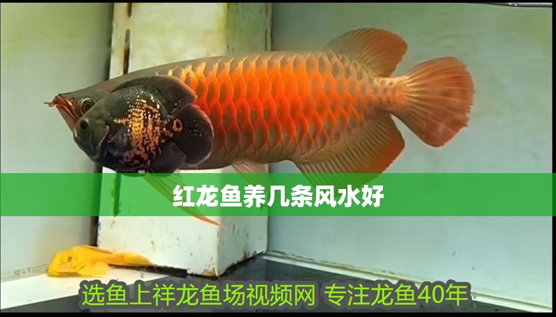 紅龍魚養幾條風水好 紅龍魚養幾條風水好 龍魚百科
