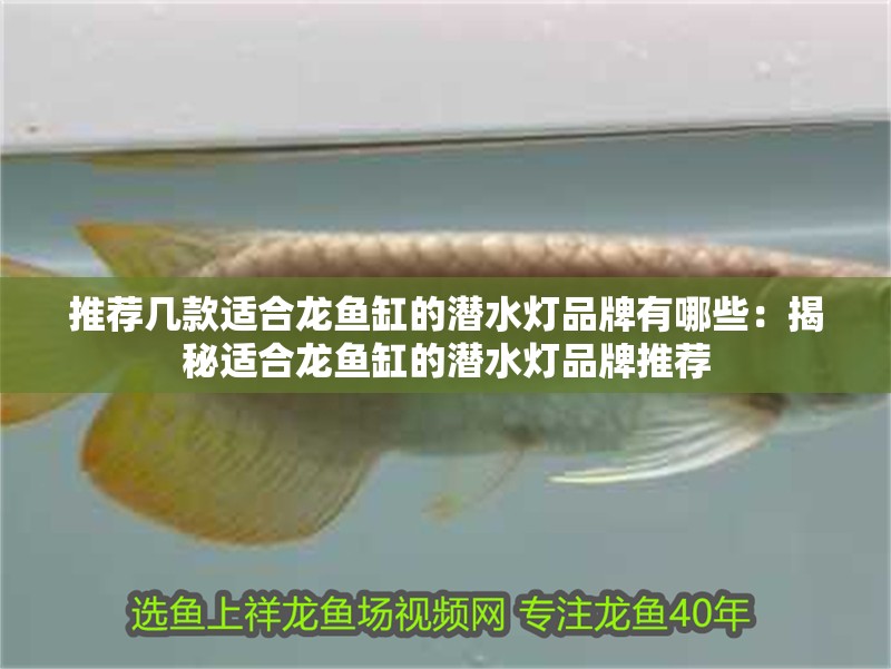 推薦幾款適合龍魚缸的潛水燈品牌有哪些：揭秘適合龍魚缸的潛水燈品牌推薦 推薦幾款適合龍魚缸的潛水燈品牌有哪些：揭秘適合龍魚缸的潛水燈品牌推薦 水族問答