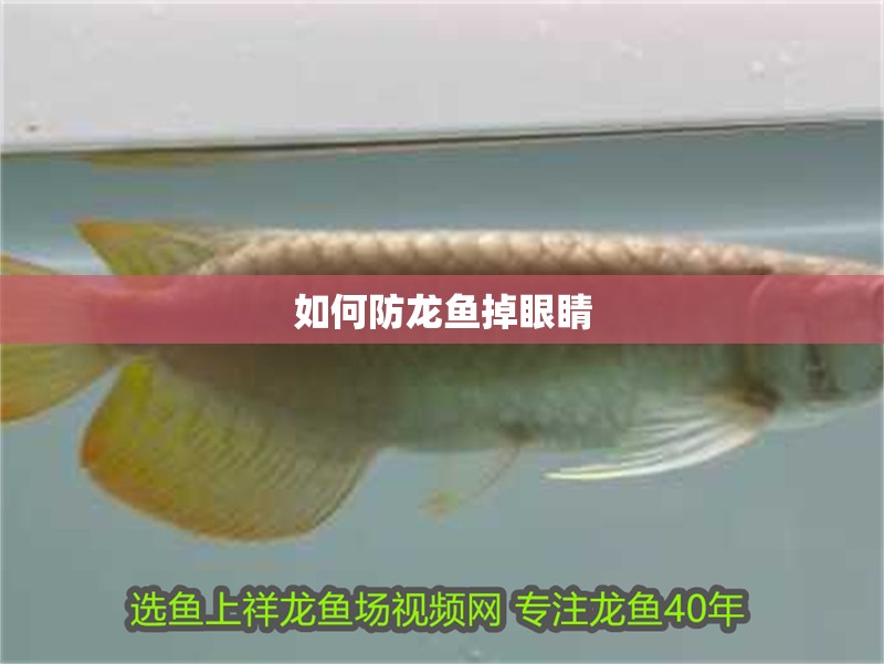 如何防龍魚掉眼睛