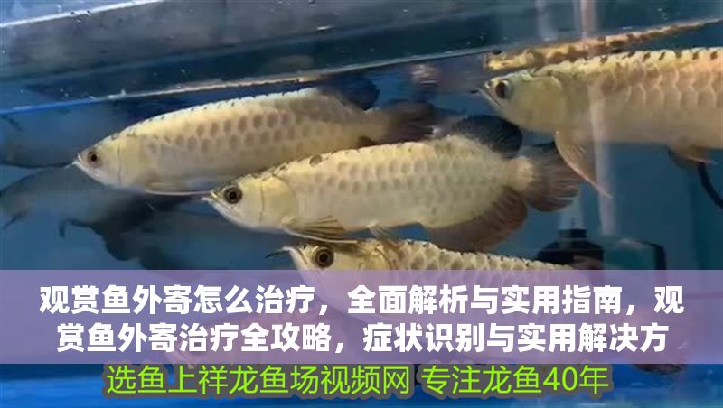 觀賞魚外寄怎么治療，全面解析與實用指南，觀賞魚外寄治療全攻略，癥狀識別與實用解決方案 觀賞魚外寄怎么治療，全面解析與實用指南，觀賞魚外寄治療全攻略，癥狀識別與實用解決方案 龍魚常見疾病 第2張